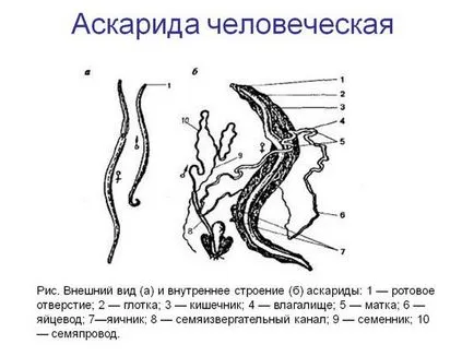 Structura Ascaris lumbricoides, sisteme, produse alimentare și ouă