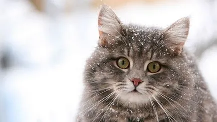 Признаци на сибирски вид котка, с окраската, характер и грижи