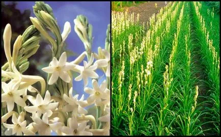 Tuberose virágok illatszerek, parfümök Chloe