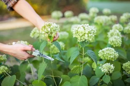 Hydrangea цветя видове и сортове, предназначени за българските градини, розово, бяло, синьо, синьо