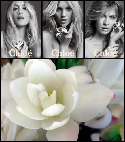 Tuberose virágok illatszerek, parfümök Chloe