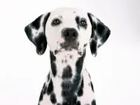 Далматински обучение далматинец снимка, повишаване на общия брой случаи на обучение за всяко куче,