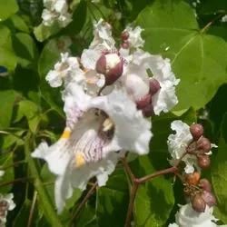 Catalpa de plantare înflorire copac și de îngrijire în câmp deschis, specii și varietăți în proiectarea peisajului cu fotografii