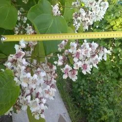 Catalpa de plantare înflorire copac și de îngrijire în câmp deschis, specii și varietăți în proiectarea peisajului cu fotografii