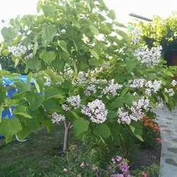 Catalpa de plantare înflorire copac și de îngrijire în câmp deschis, specii și varietăți în proiectarea peisajului cu fotografii