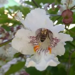 Catalpa de plantare înflorire copac și de îngrijire în câmp deschis, specii și varietăți în proiectarea peisajului cu fotografii