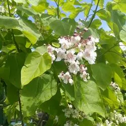 Catalpa de plantare înflorire copac și de îngrijire în câmp deschis, specii și varietăți în proiectarea peisajului cu fotografii