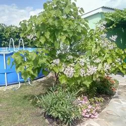 Catalpa de plantare înflorire copac și de îngrijire în câmp deschis, specii și varietăți în proiectarea peisajului cu fotografii