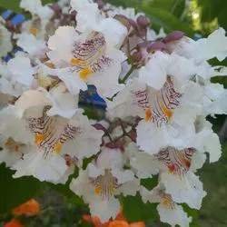 Catalpa de plantare înflorire copac și de îngrijire în câmp deschis, specii și varietăți în proiectarea peisajului cu fotografii