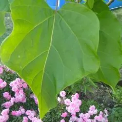 Catalpa de plantare înflorire copac și de îngrijire în câmp deschis, specii și varietăți în proiectarea peisajului cu fotografii