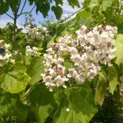 Catalpa de plantare înflorire copac și de îngrijire în câmp deschis, specii și varietăți în proiectarea peisajului cu fotografii