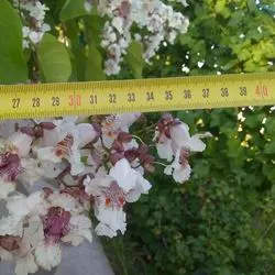 Catalpa de plantare înflorire copac și de îngrijire în câmp deschis, specii și varietăți în proiectarea peisajului cu fotografii