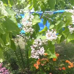 Catalpa de plantare înflorire copac și de îngrijire în câmp deschis, specii și varietăți în proiectarea peisajului cu fotografii