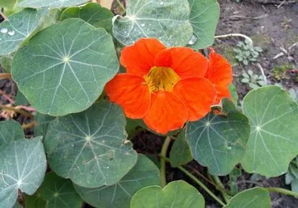 Nasturtium flori cum să crească din semințe, cum să se uite, fotografii frumoase