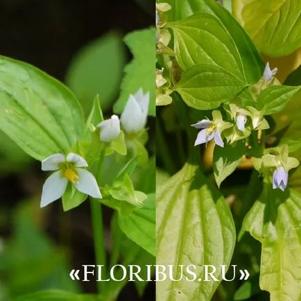 ekzakum flori (persana Violet) foto și reguli de îngrijire pentru plante în casa