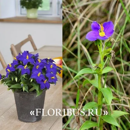 Virág ekzakum (perzsa Violet) Fotó és szabályait ellátás növények otthon