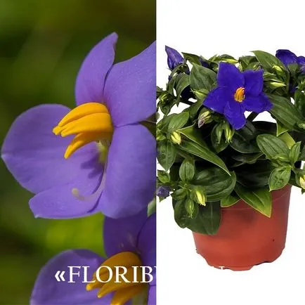 ekzakum flori (persana Violet) foto și reguli de îngrijire pentru plante în casa