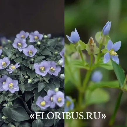 Virág ekzakum (perzsa Violet) Fotó és szabályait ellátás növények otthon