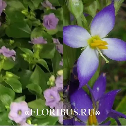 ekzakum flori (persana Violet) foto și reguli de îngrijire pentru plante în casa