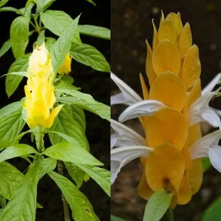 pachystachys de flori și de îngrijire în plantarea de origine, propagare și de tăiere