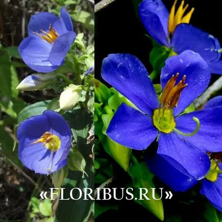 ekzakum flori (persana Violet) foto și reguli de îngrijire pentru plante în casa