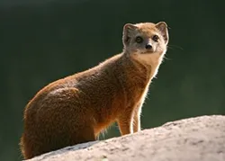 10 cele mai interesante lucruri despre Mongoose, toate despre animale