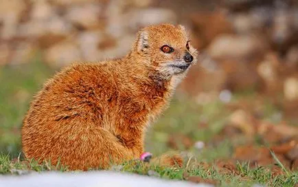 10 cele mai interesante lucruri despre Mongoose, toate despre animale