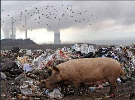 32 снимки, показващи как човек унищожава Земята