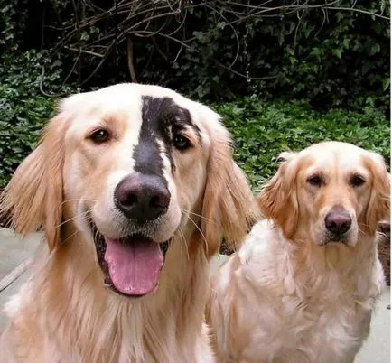Необичайни 19 кучета с уникален цвят, umkra