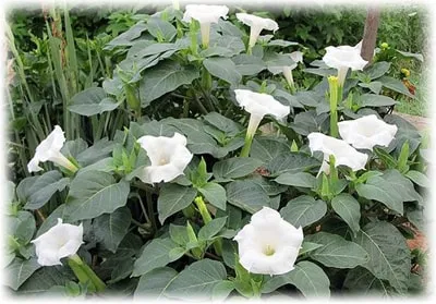 Datura stramonium fotó, egyre nagyobb a mag, használat, gyógyszer tulajdonságait