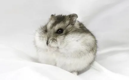 Animale de companie hamsteri dzhungariki