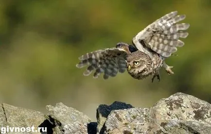 Little Owl Bird