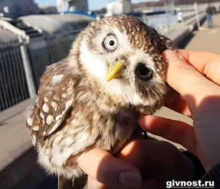 Little Owl Bird