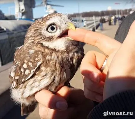 Little Owl Bird