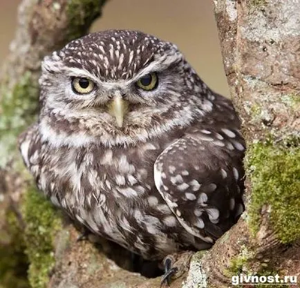 Little Owl Bird