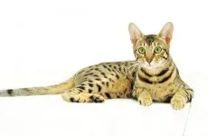Pisica exotice - este nu numai pisica care a ieșit din pădure!