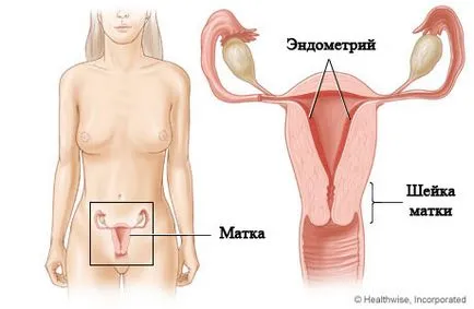 Endometrium, mark, hogy növeljék