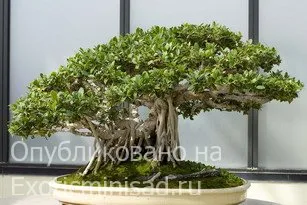 Ficus затъпени