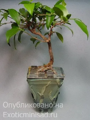 Ficus затъпени