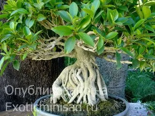 Ficus затъпени