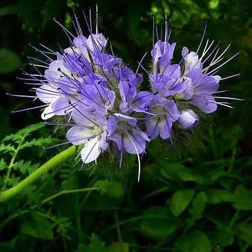 Phacelia - отглеждане и грижа