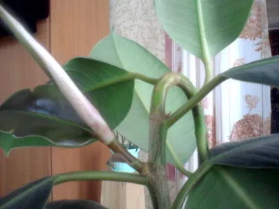 Ficus Elastica, rugalmas otthoni gondozást, szaporítás dugványozással, amely növekszik