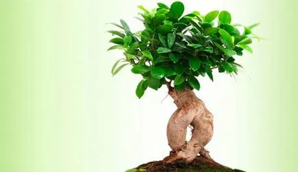 Ficus microcarpa грижи у дома и снимки