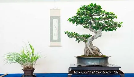 Ficus microcarpa грижи у дома и снимки