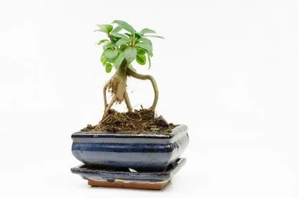 Ficus microcarpa növekvő otthon