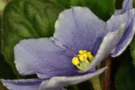 Violet de îngrijire la domiciliu, fotografii