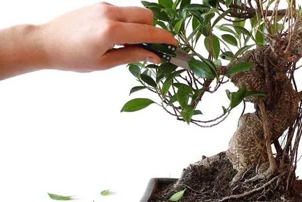 Ficus microcarpa otthoni gondozást és képek