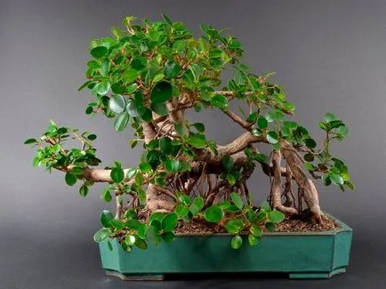 Ficus de îngrijire la domiciliu panda, bonsai