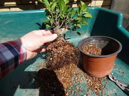 Ficus microcarpa otthoni gondozást és képek