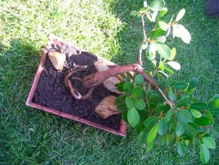 Ficus panda otthoni gondozást, bonsai